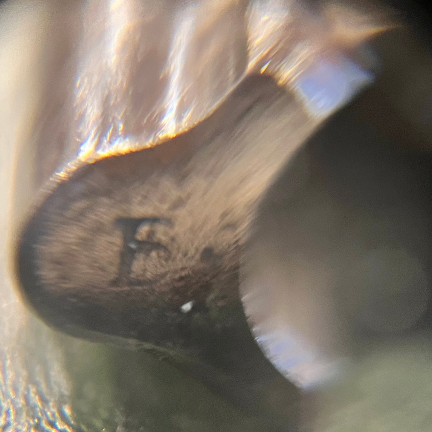 Fusil Mauser M24 yougoslave, Royaume de Yougoslavie, marqué 8 mm Mauser