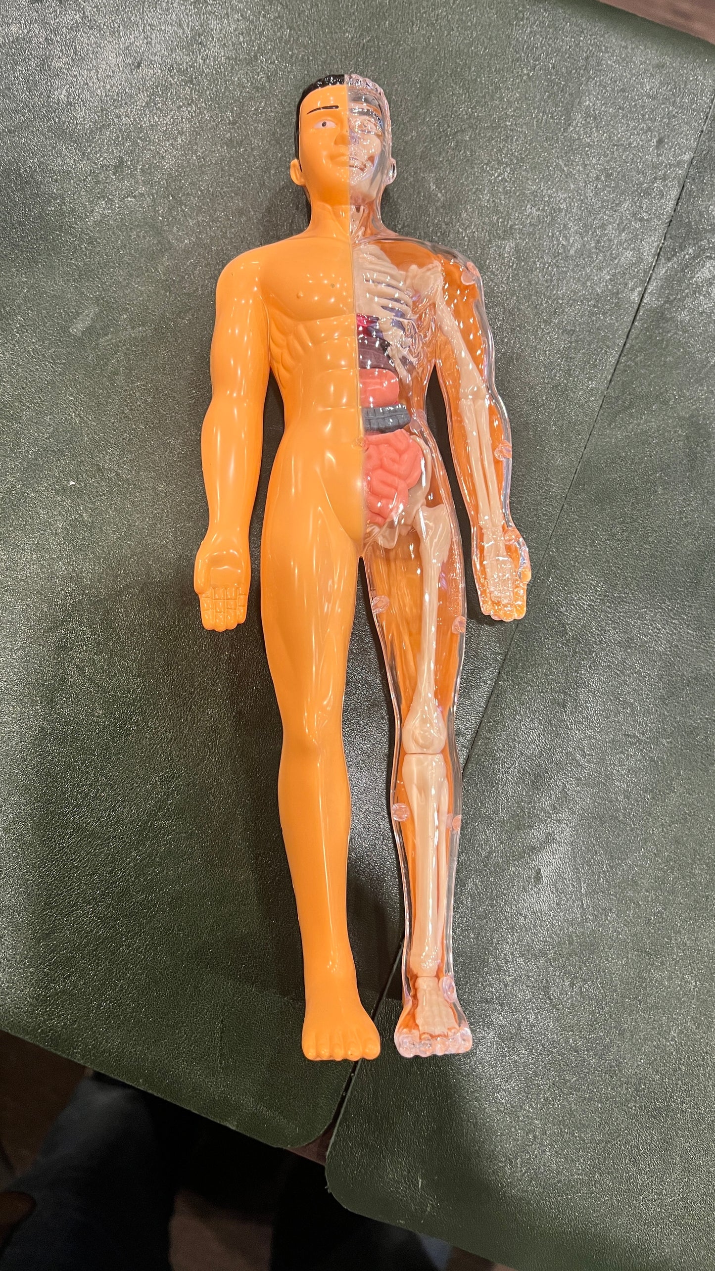 Human Anatomy Educational Model – 28.5 cm | Semi-Transparent or Fully Transparent