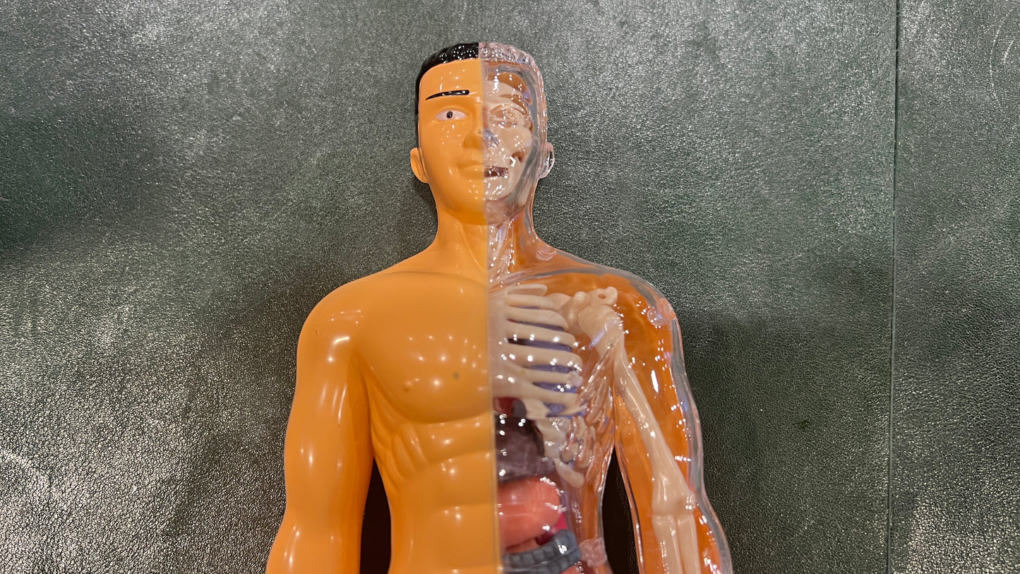 Human Anatomy Educational Model – 28.5 cm | Semi-Transparent or Fully Transparent