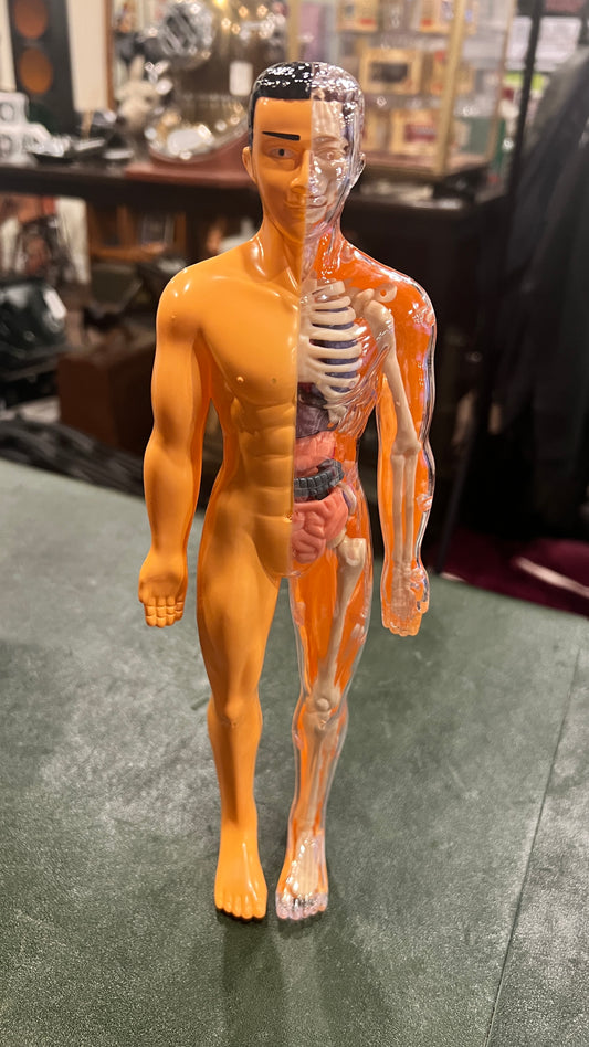 Human Anatomy Educational Model – 28.5 cm | Semi-Transparent or Fully Transparent