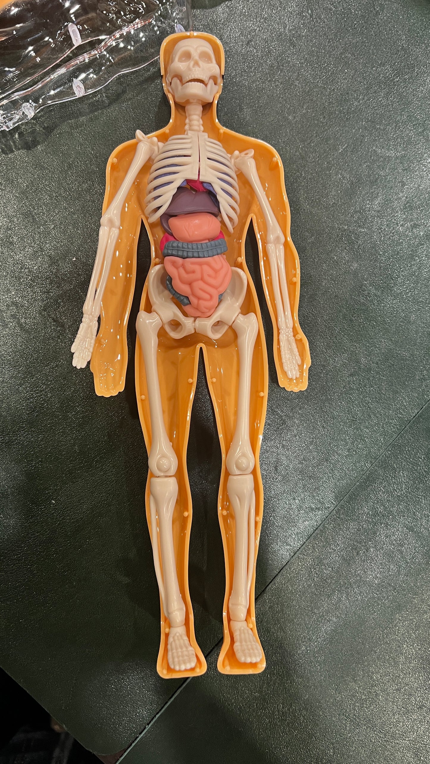 Human Anatomy Educational Model – 28.5 cm | Semi-Transparent or Fully Transparent