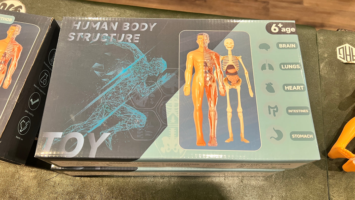 Human Anatomy Educational Model – 28.5 cm | Semi-Transparent or Fully Transparent