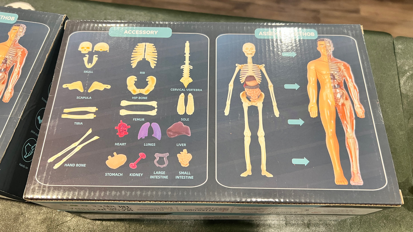Human Anatomy Educational Model – 28.5 cm | Semi-Transparent or Fully Transparent