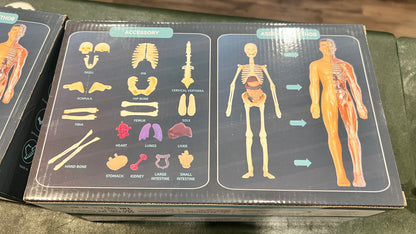 Human Anatomy Educational Model – 28.5 cm | Semi-Transparent or Fully Transparent