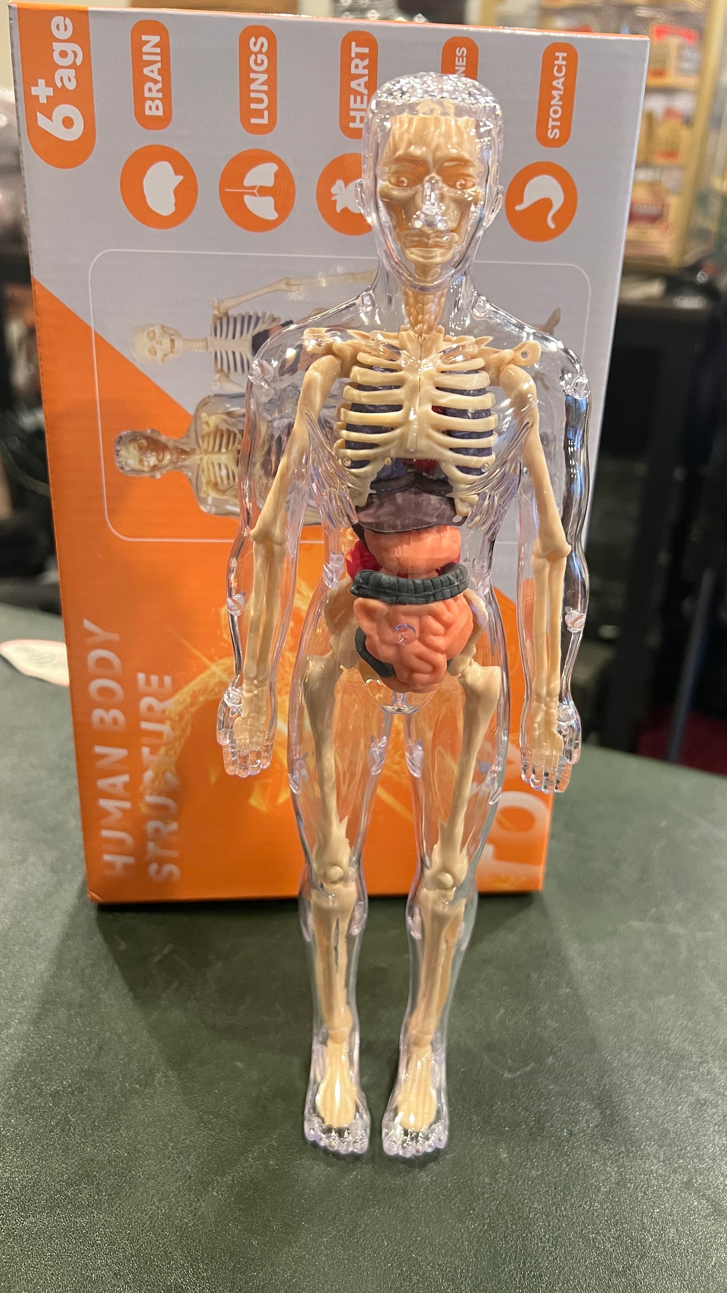 Human Anatomy Educational Model – 28.5 cm | Semi-Transparent or Fully Transparent