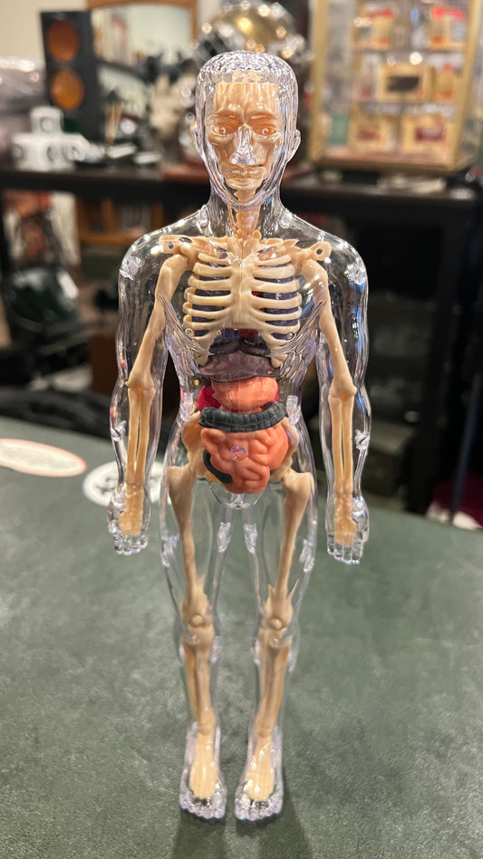 Human Anatomy Educational Model – 28.5 cm | Semi-Transparent or Fully Transparent